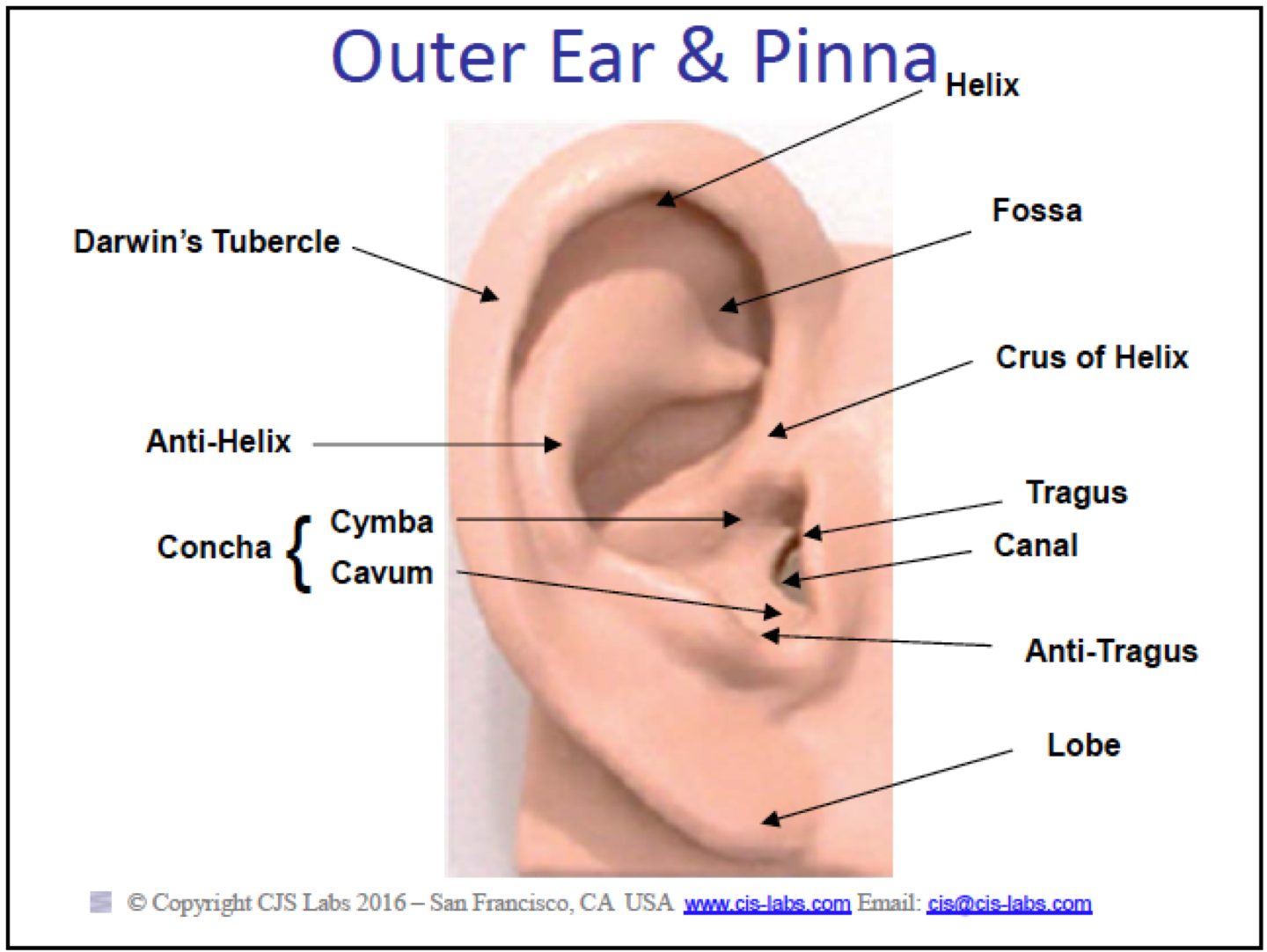 HRTF Outer Ear and Pinna www.cjs.labs